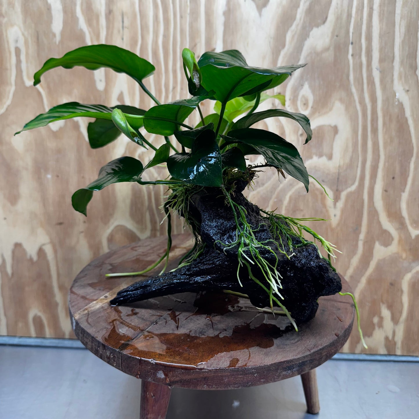 Pisces Enterprises One Only Anubias 'Barteri' on Medium Driftwood Creation - ONE ONLY - Awesome Buy Anubias Barteri on Medium Driftwood - One Only Awesome Scapeshop