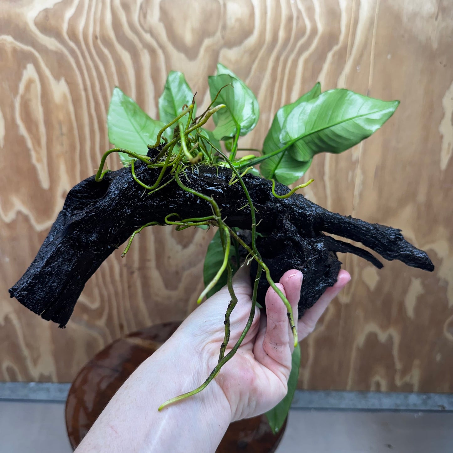 Pisces Enterprises One Only Anubias 'Barteri' on Medium Driftwood Creation - ONE ONLY - Awesome Buy Anubias Barteri on Medium Driftwood - One Only Awesome Scapeshop