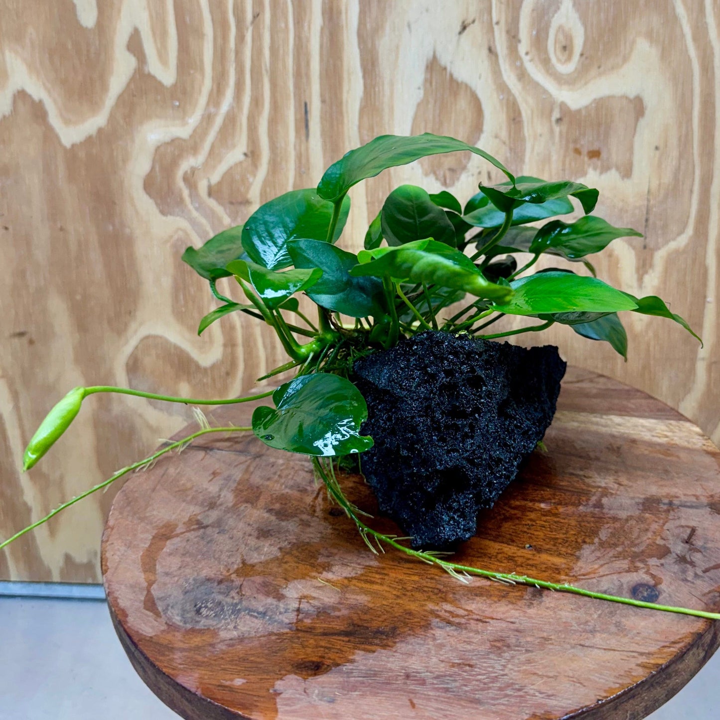 Pisces Enterprises One Only Anubias Coffeefolia and Nana on Large Black Lava Rock Creation - One Only Anubias Coffeefolia and Nana on Large Black Lava Rock Creation - One Only