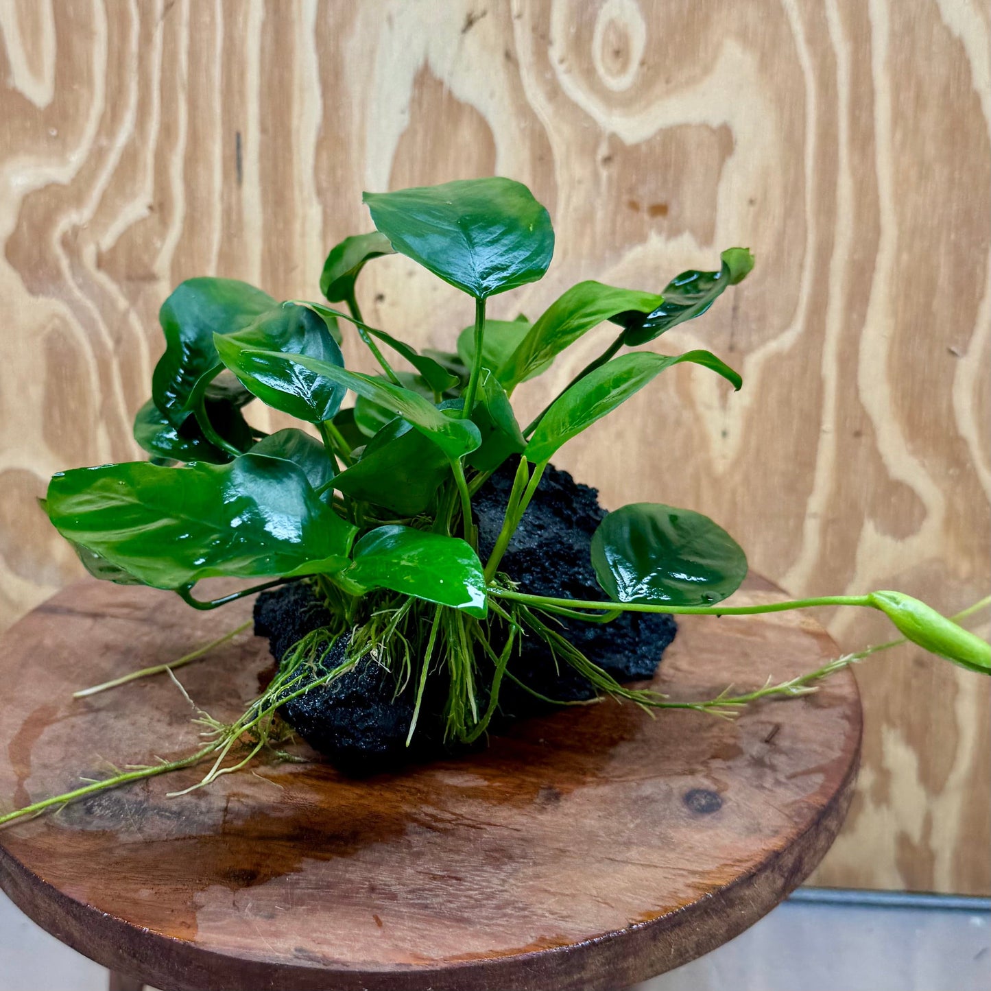 Pisces Enterprises One Only Anubias Coffeefolia and Nana on Large Black Lava Rock Creation - One Only Anubias Coffeefolia and Nana on Large Black Lava Rock Creation - One Only