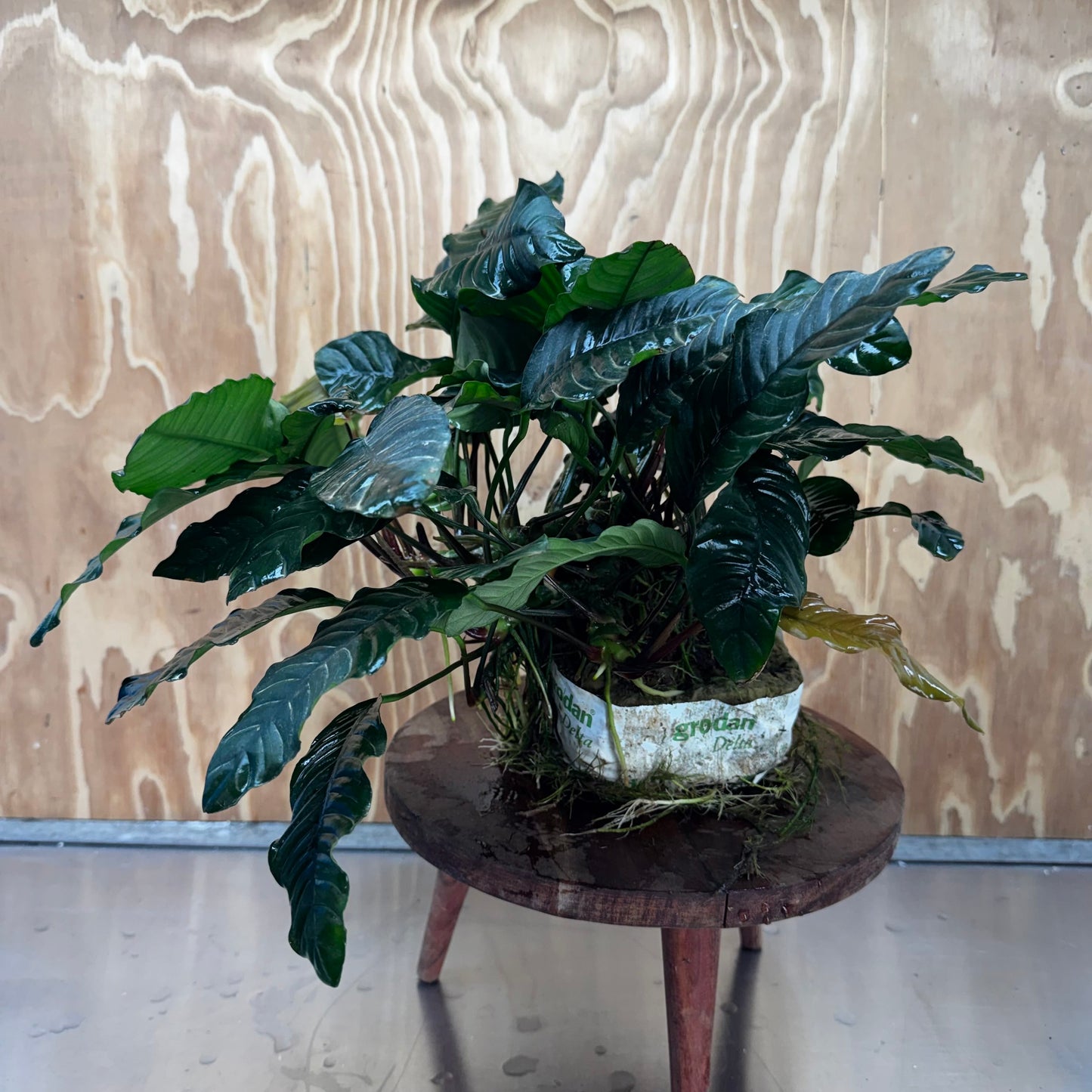 Pisces Enterprises One Only Anubias Coffeefolia Mother Plant (2)- Extra-special, Advanced Plant - One Only Anubias Mother Plants - Aquarium Plants Australia