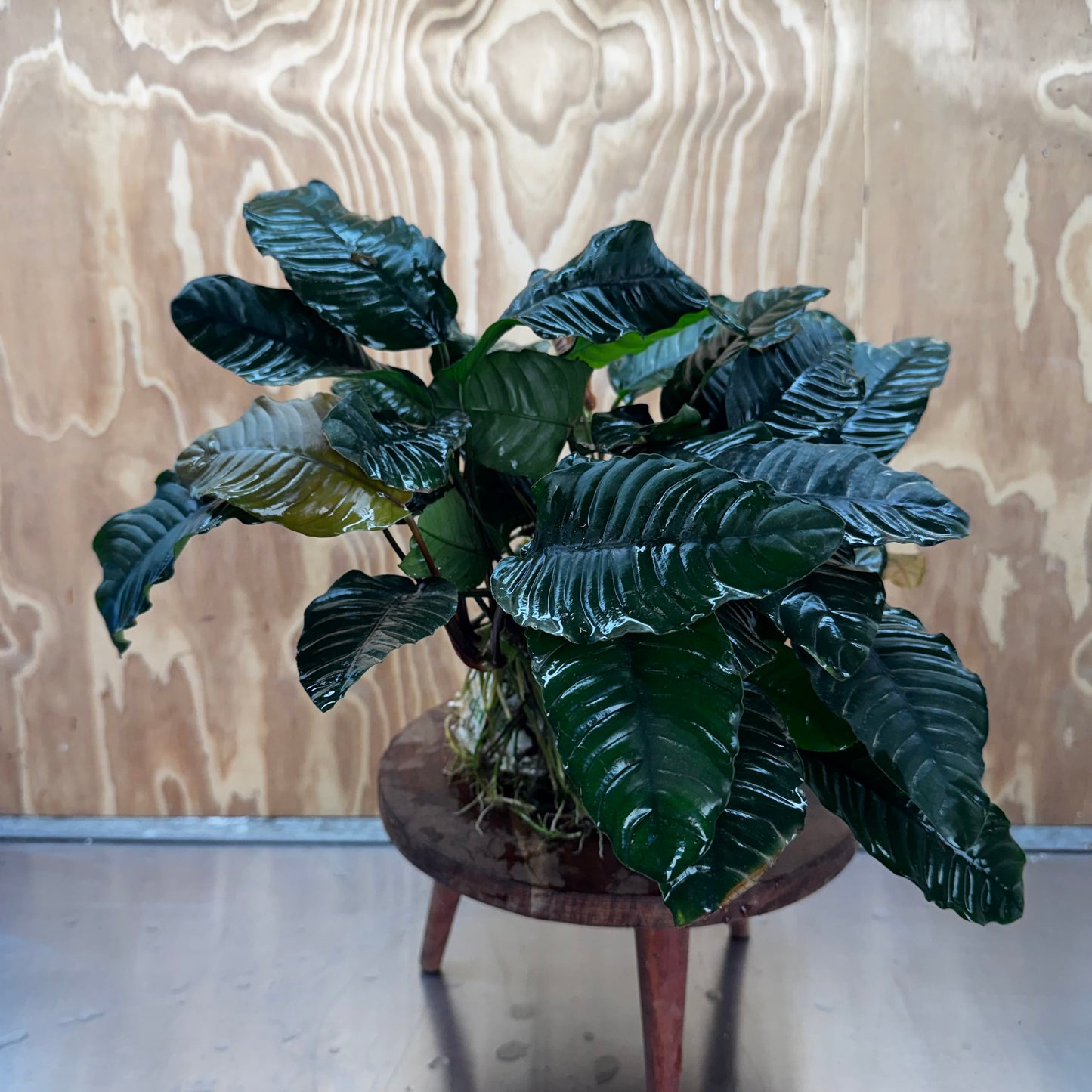 Pisces Enterprises One Only Anubias Coffeefolia Mother Plant (2)- Extra-special, Advanced Plant - One Only Anubias Mother Plants - Aquarium Plants Australia