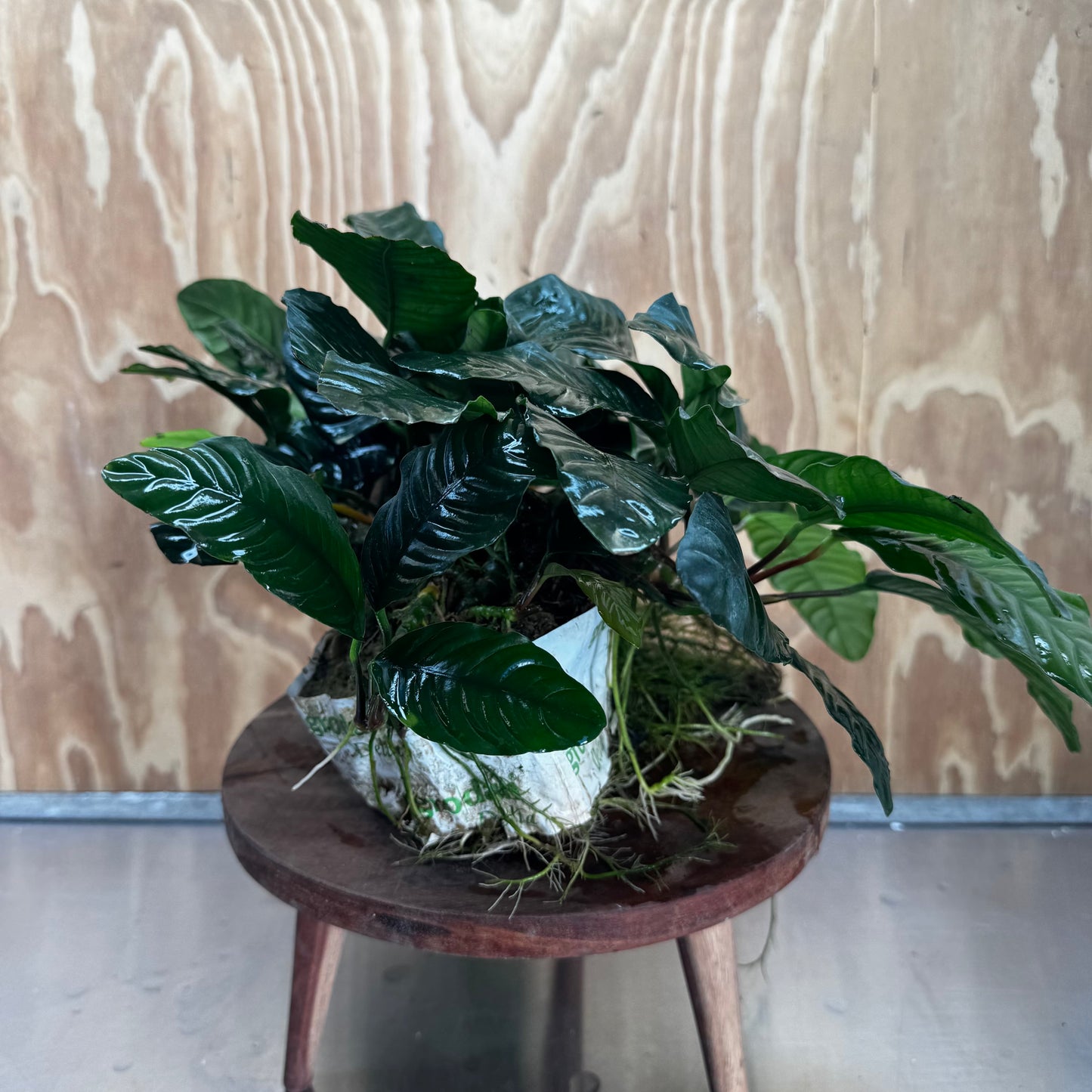 Pisces Enterprises One Only Anubias Coffeefolia Mother Plant - Extra-special, Advanced Plant - One only Anubias Mother Plants - Aquarium Plants Australia