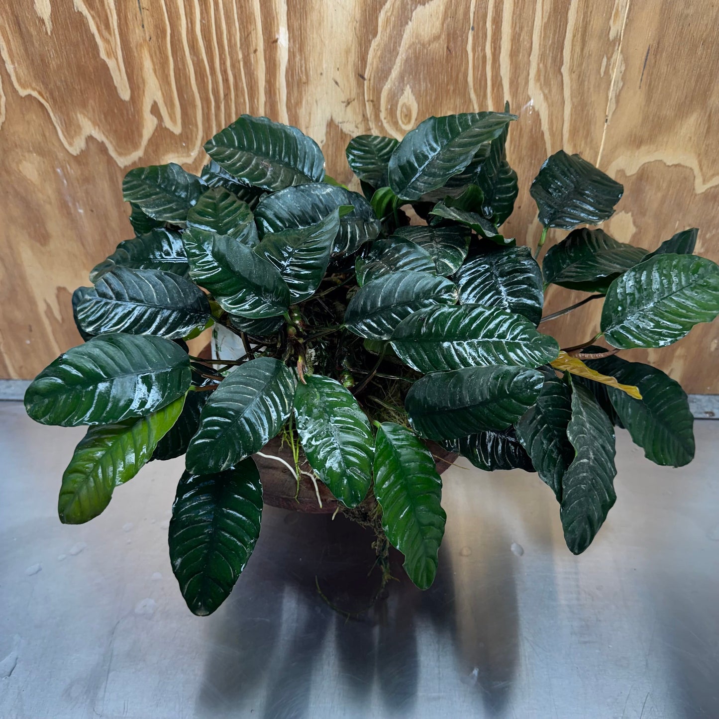 Pisces Enterprises One Only Anubias Coffeefolia Mother Plant - Extra-special, Advanced Plant - One only Anubias Mother Plants - Aquarium Plants Australia