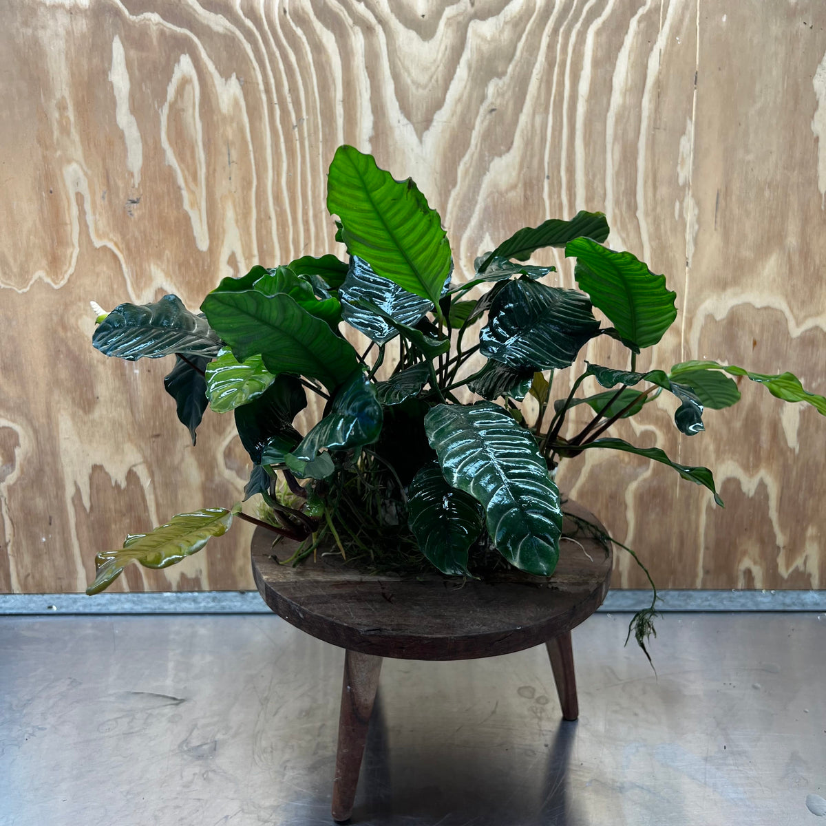 Pisces Enterprises One Only Anubias Coffeefolia Mother Plant - Extra-special, Advanced Plant - One only Anubias Mother Plants - Aquarium Plants Australia