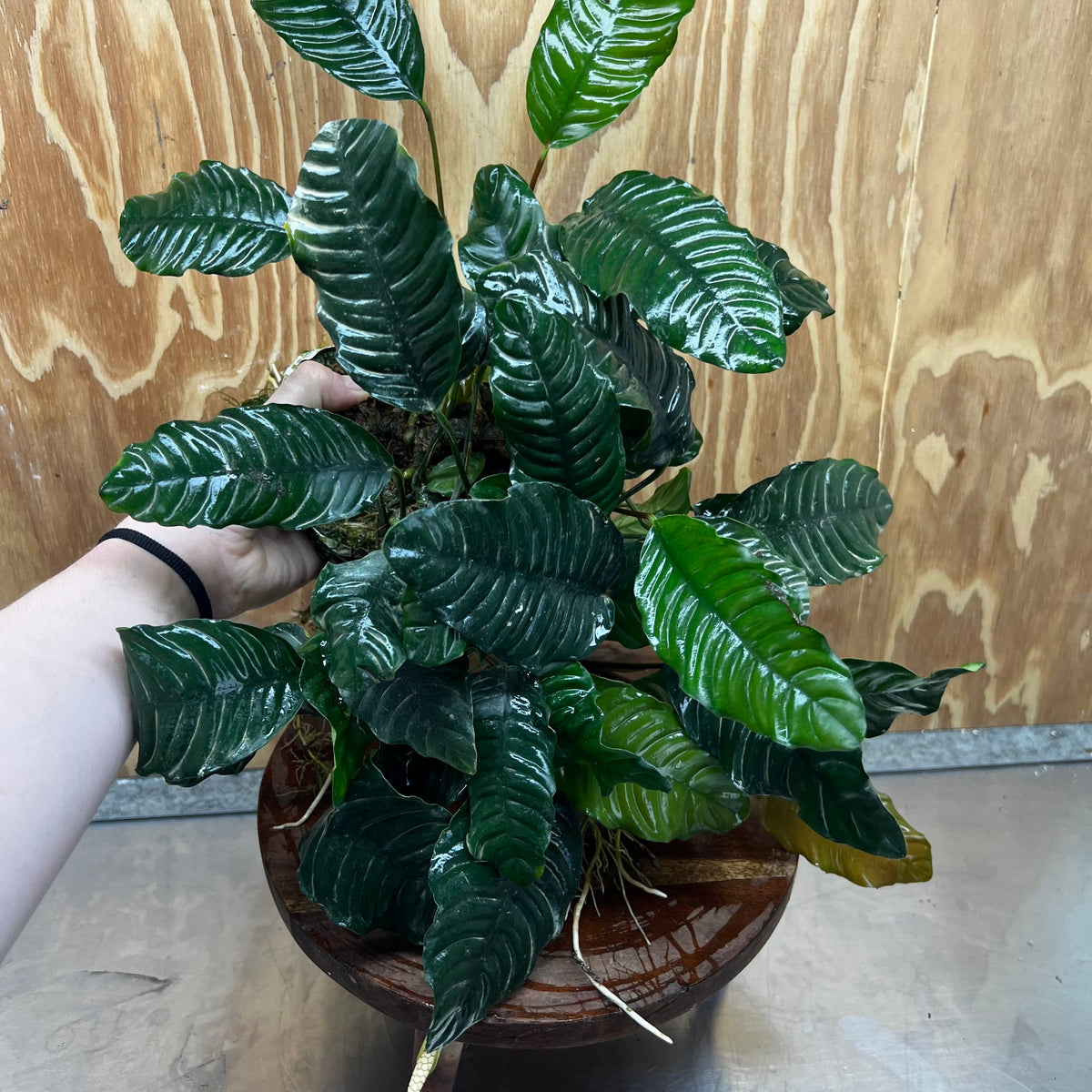 Pisces Enterprises One Only Anubias Coffeefolia Mother Plant - Extra-special, Advanced Plant - One only Anubias Mother Plants - Aquarium Plants Australia