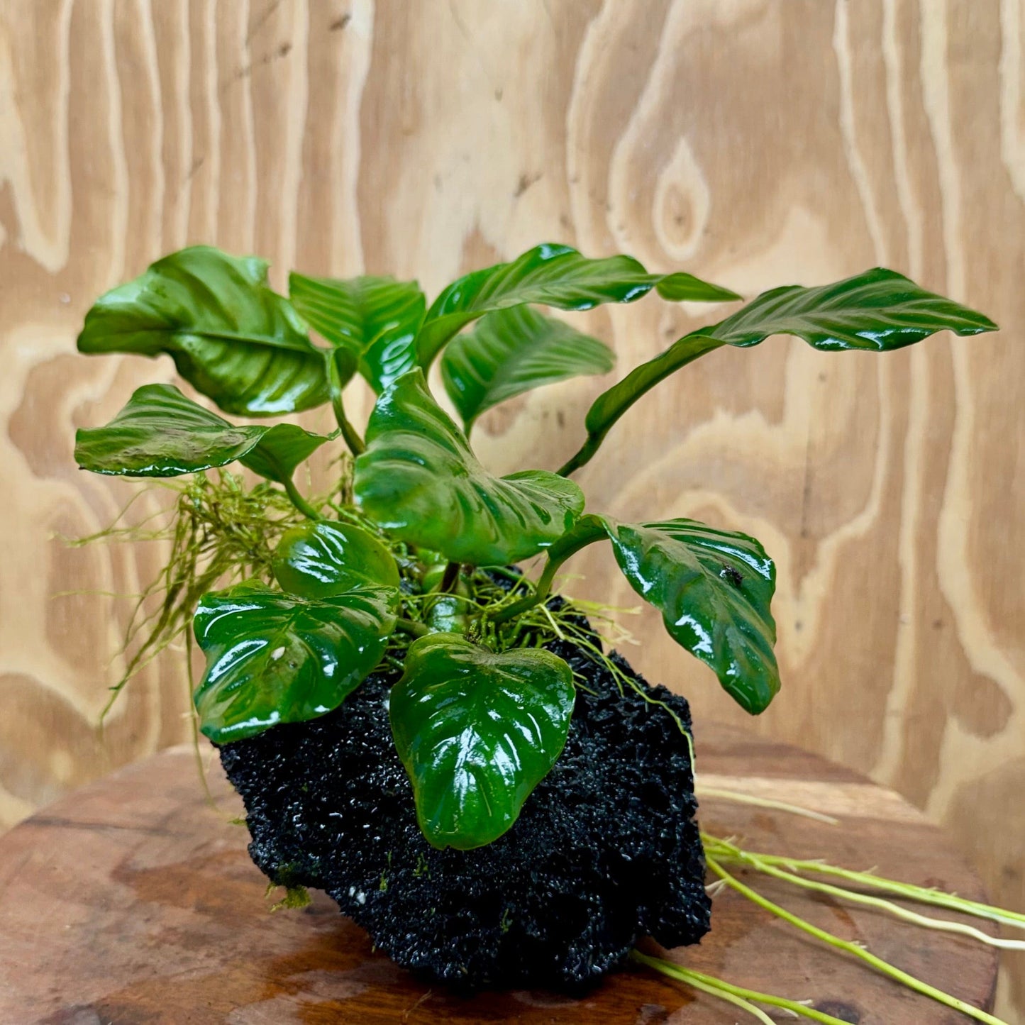 Pisces Enterprises One Only Anubias Coffeefolia on Large Black Lava Rock Creation - One Only Buy Anubias Coffeefolia on Large Black Lava Rock Creation One Only for Aquarium