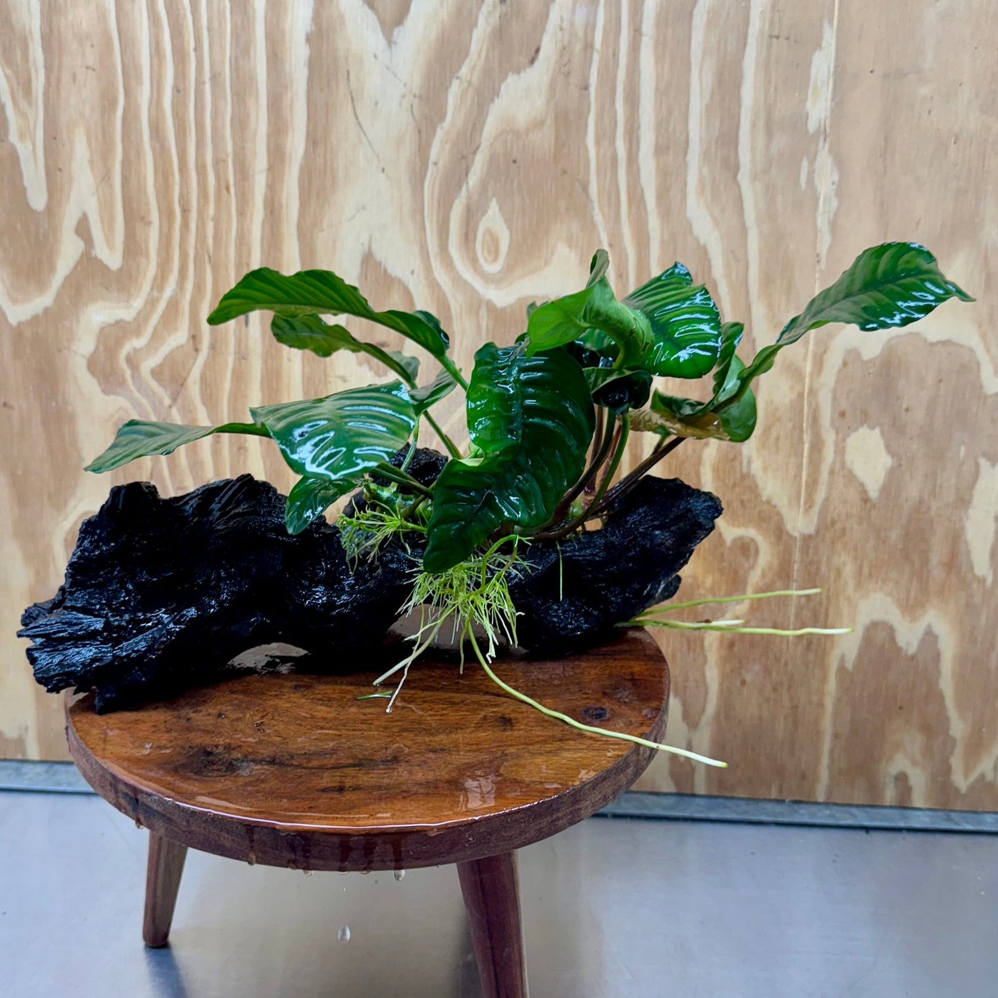 Pisces Enterprises One Only Anubias 'Coffeefolia' on Large Driftwood Creation - ONE ONLY Anubias Paco on Large Driftwood - One Only (B) Scapeshop Australia