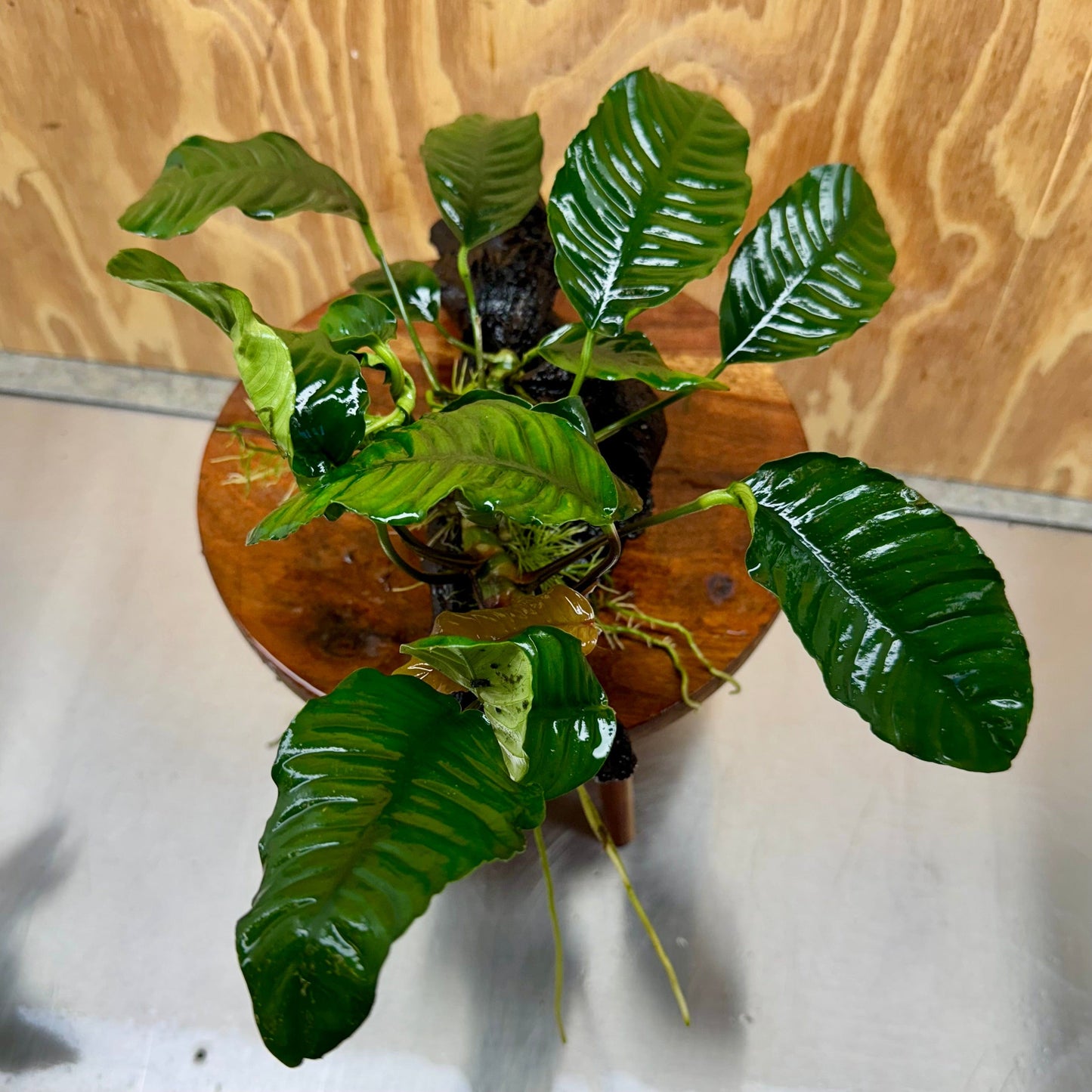 Pisces Enterprises One Only Anubias 'Coffeefolia' on Large Driftwood Creation - ONE ONLY Anubias Paco on Large Driftwood - One Only (B) Scapeshop Australia