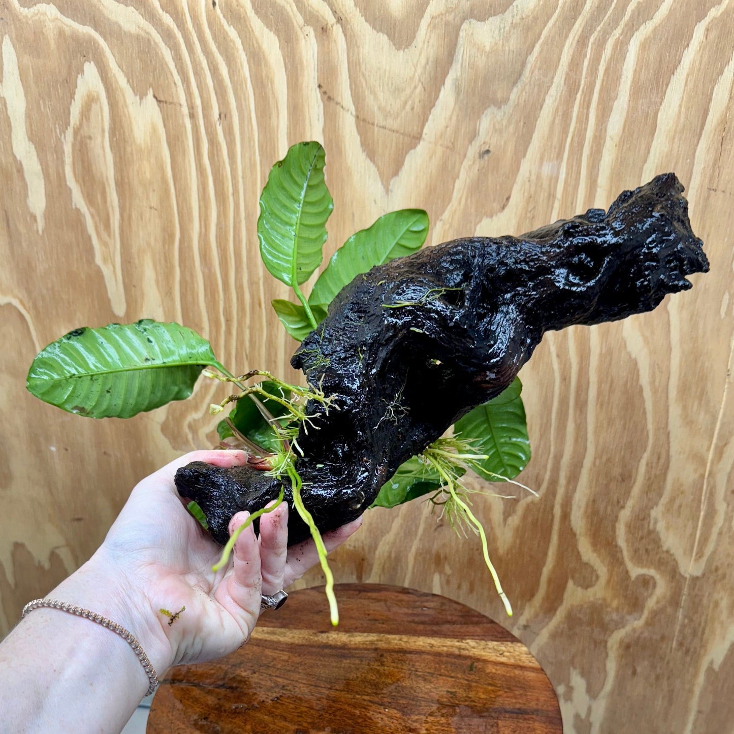 Pisces Enterprises One Only Anubias 'Coffeefolia' on Large Driftwood Creation - ONE ONLY Anubias Paco on Large Driftwood - One Only (B) Scapeshop Australia