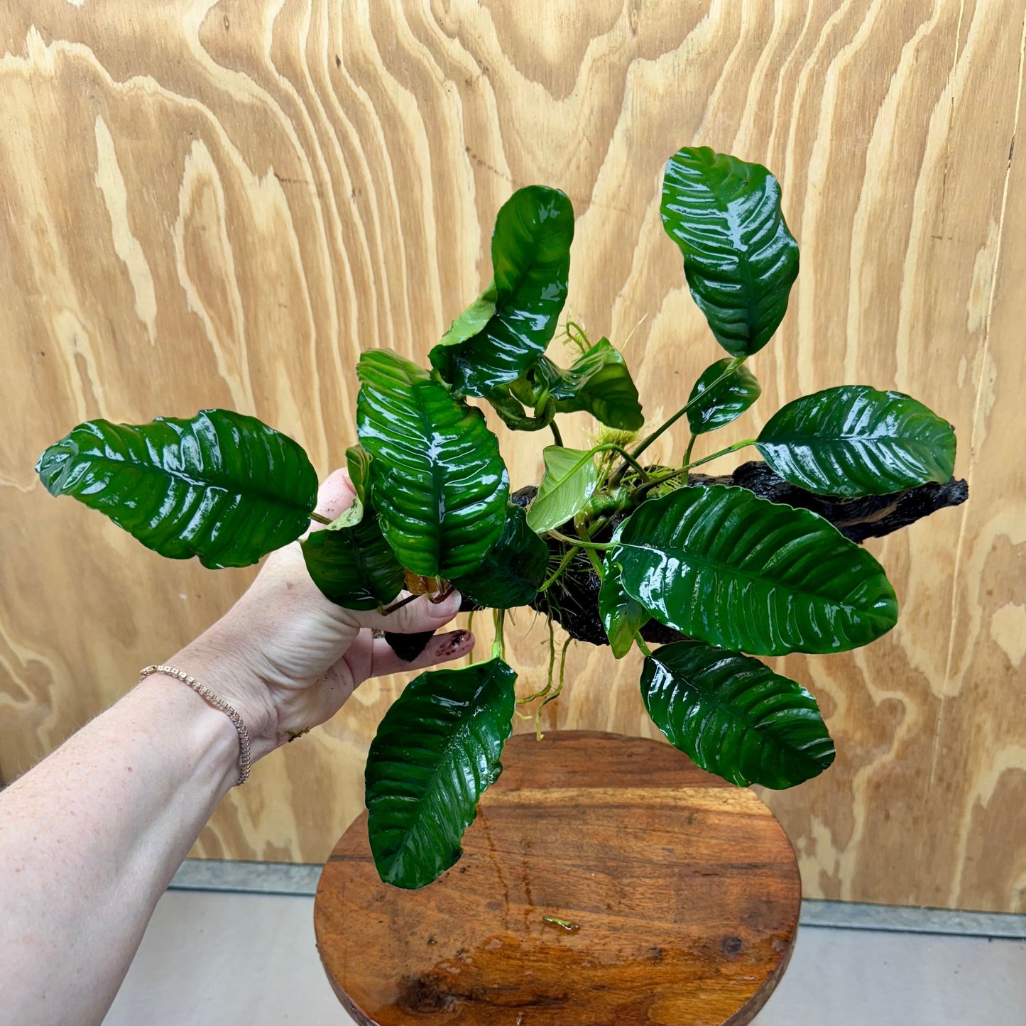 Pisces Enterprises One Only Anubias 'Coffeefolia' on Large Driftwood Creation - ONE ONLY Anubias Paco on Large Driftwood - One Only (B) Scapeshop Australia
