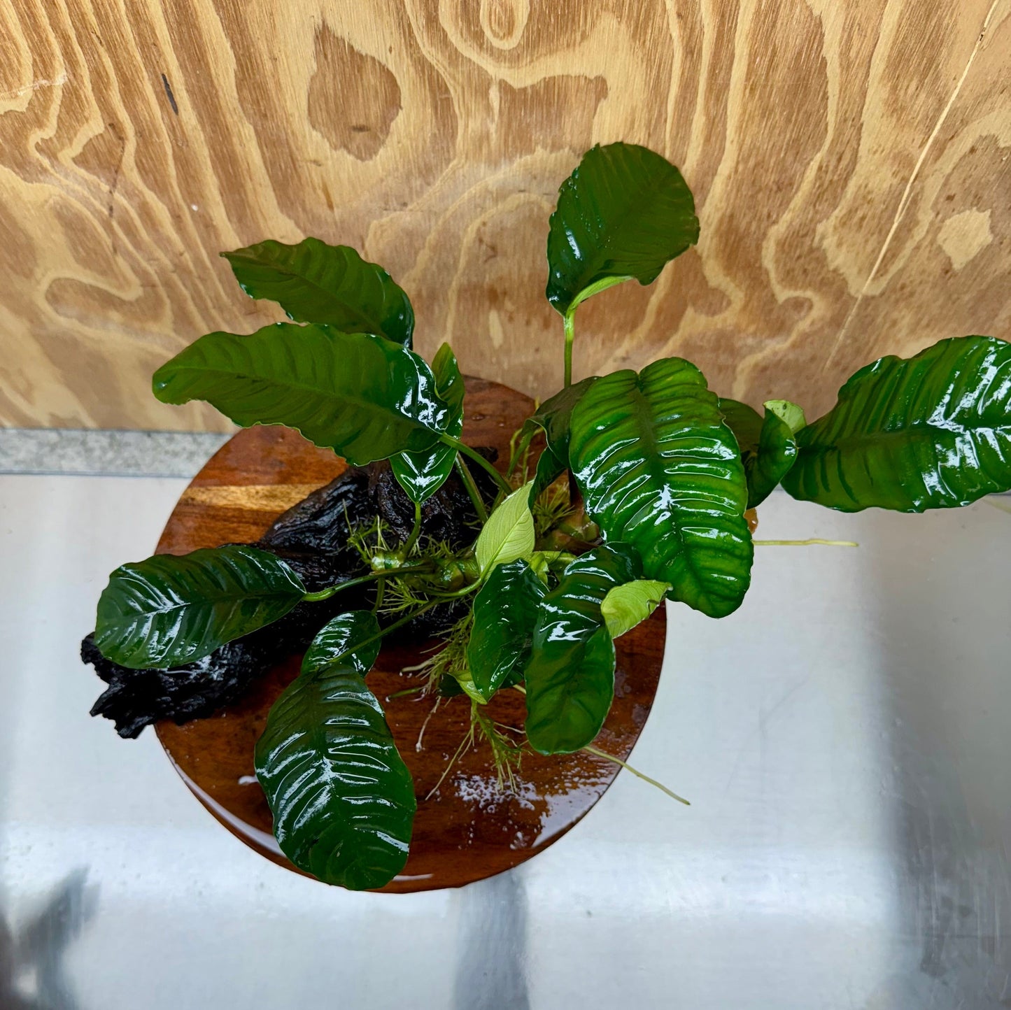 Pisces Enterprises One Only Anubias 'Coffeefolia' on Large Driftwood Creation - ONE ONLY Anubias Paco on Large Driftwood - One Only (B) Scapeshop Australia