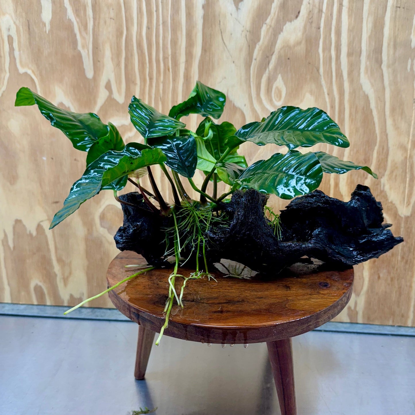 Pisces Enterprises One Only Anubias 'Coffeefolia' on Large Driftwood Creation - ONE ONLY Anubias Paco on Large Driftwood - One Only (B) Scapeshop Australia