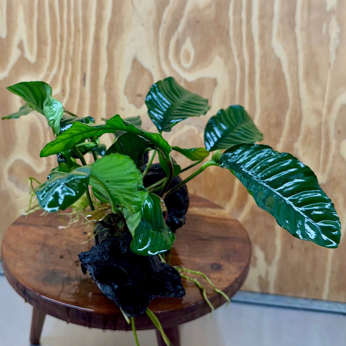 Pisces Enterprises One Only Anubias 'Coffeefolia' on Large Driftwood Creation - ONE ONLY Anubias Paco on Large Driftwood - One Only (B) Scapeshop Australia
