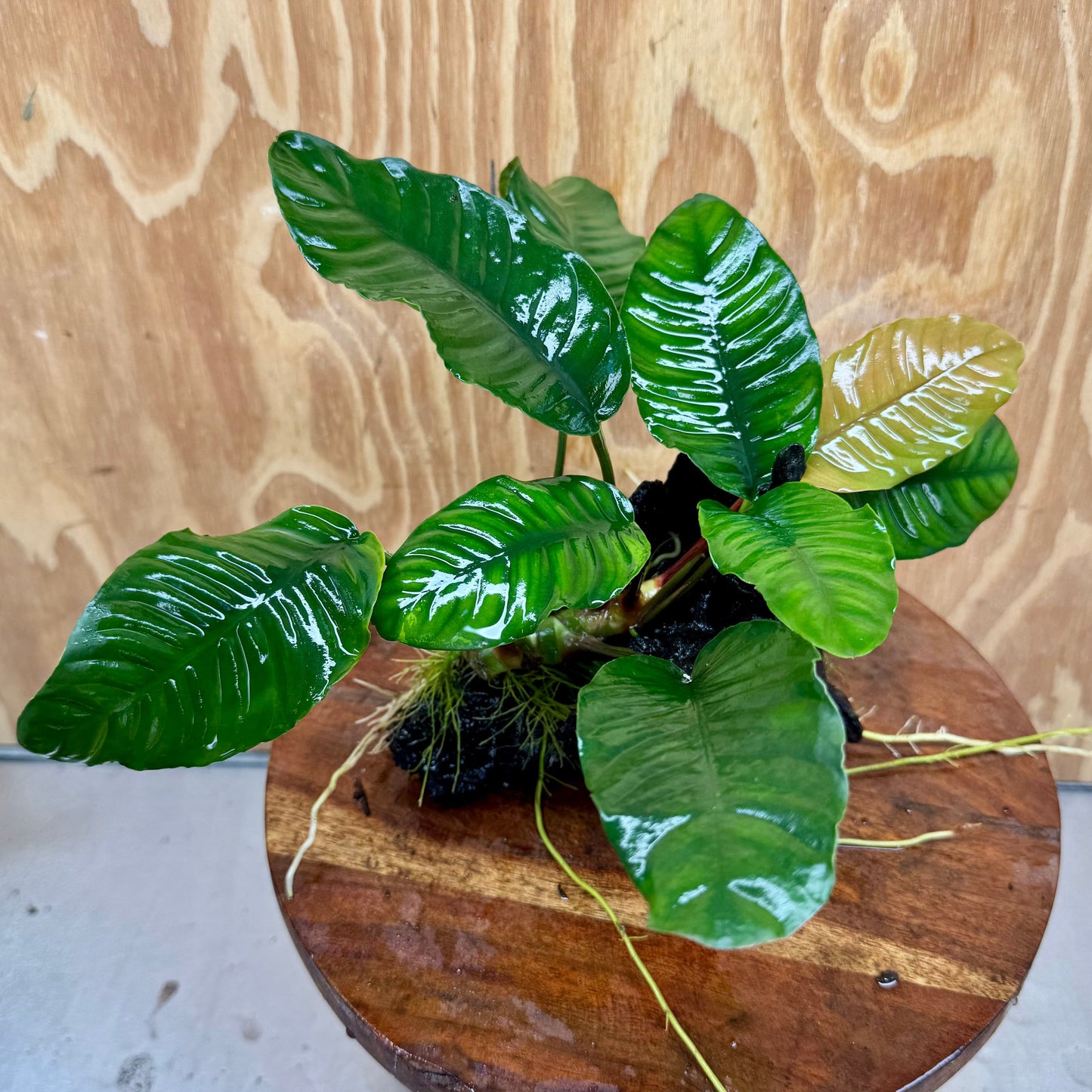 Pisces Enterprises One Only Anubias Coffeefolia on Medium Driftwood Creation - One Only - Delightful Anubias Coffeefolia on Medium Driftwood - one only Bold - Aquarium Plants