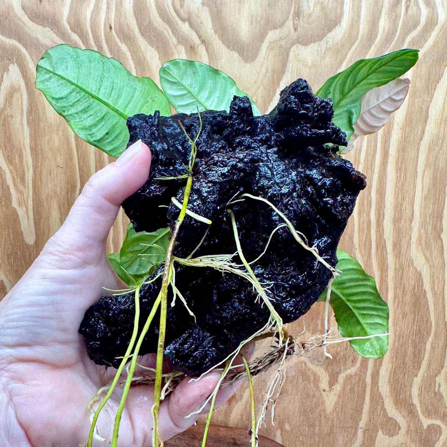 Pisces Enterprises One Only Anubias Coffeefolia on Medium Driftwood Creation - One Only - Delightful Anubias Coffeefolia on Medium Driftwood - one only Bold - Aquarium Plants