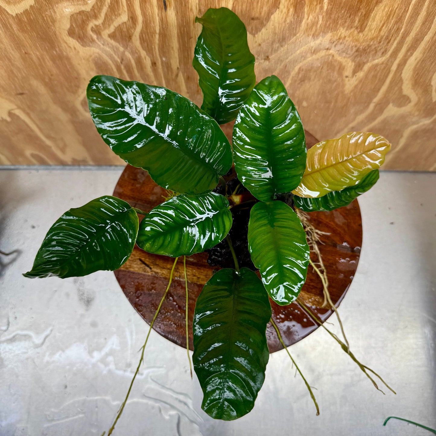 Pisces Enterprises One Only Anubias Coffeefolia on Medium Driftwood Creation - One Only - Delightful Anubias Coffeefolia on Medium Driftwood - one only Bold - Aquarium Plants