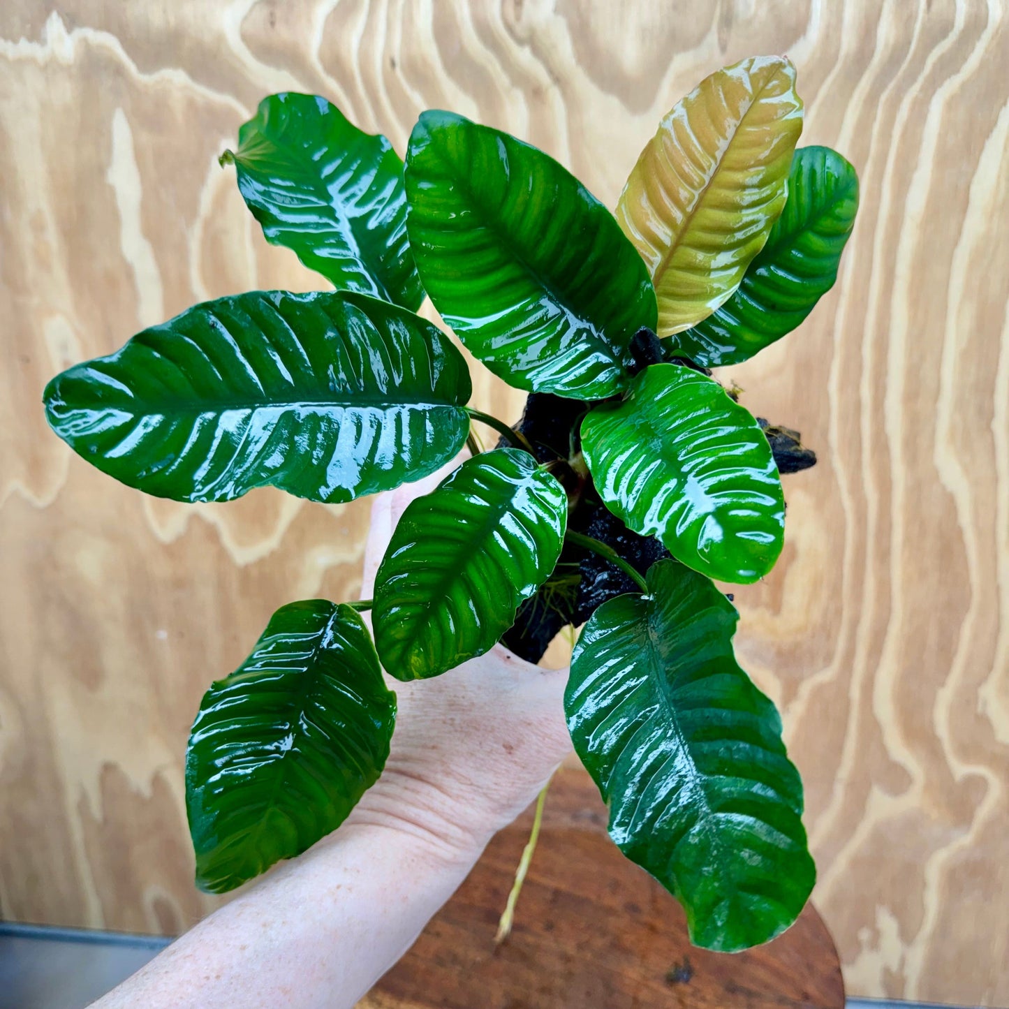Pisces Enterprises One Only Anubias Coffeefolia on Medium Driftwood Creation - One Only - Delightful Anubias Coffeefolia on Medium Driftwood - one only Bold - Aquarium Plants