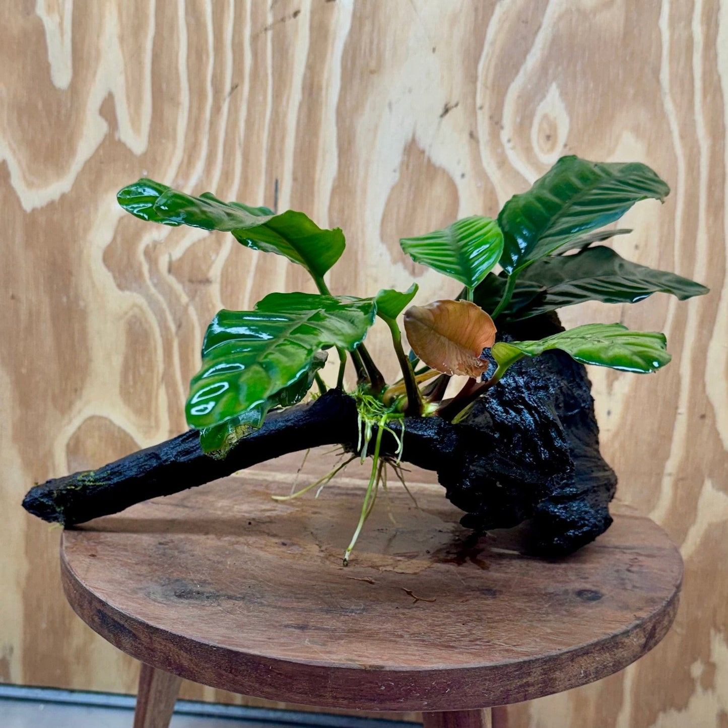 Pisces Enterprises One Only Anubias Coffeefolia on Medium Driftwood Creation - One Only - Delightful Anubias Coffeefolia on Medium Driftwood - one only Bold - Aquarium Plants