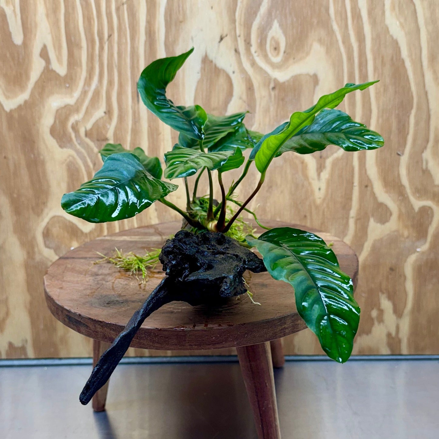 Scapeshop.com.au One Only Anubias Coffeefolia on Medium Driftwood Creation - One Only - Fancy Anubias Paco on Medium Driftwood - One Only - Aquarium Plants Australia