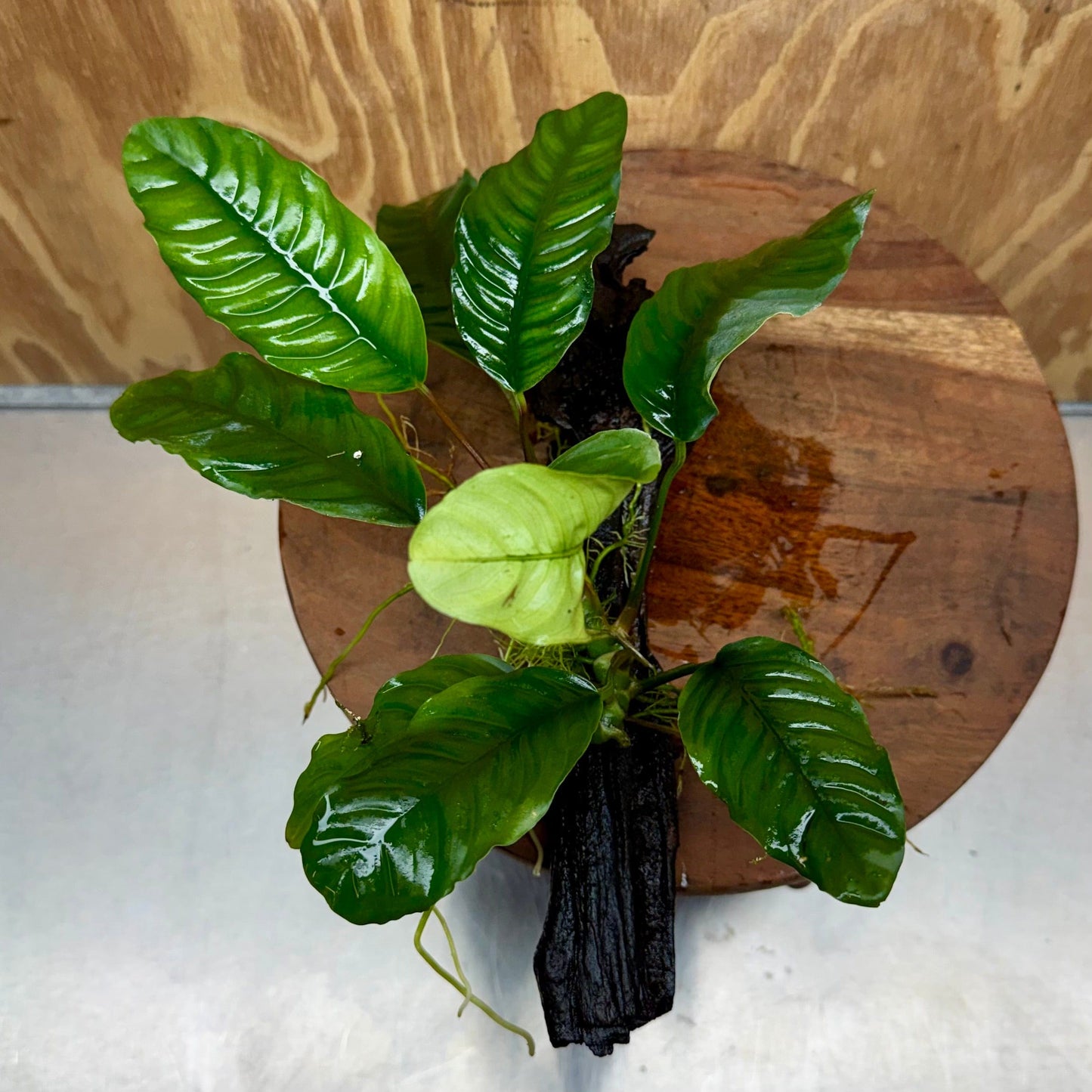 Scapeshop.com.au One Only Anubias Coffeefolia on Medium Driftwood Creation - One Only - Fancy Anubias Paco on Medium Driftwood - One Only - Aquarium Plants Australia