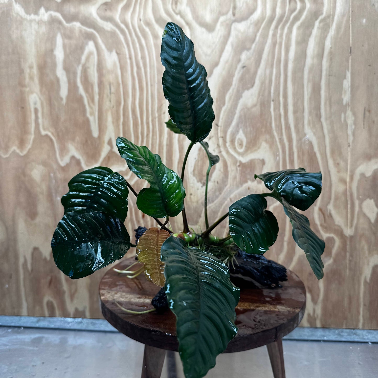 Scapeshop.com.au One Only Anubias 'Coffeefolia' on Medium Driftwood Creation - One Only - Grace Anubias Coffeefolia on Medium Driftwood - ONE ONLY - Scapeshop