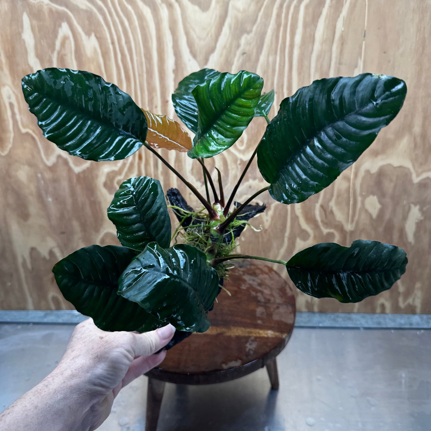 Scapeshop.com.au One Only Anubias 'Coffeefolia' on Medium Driftwood Creation - One Only - Grace Anubias Coffeefolia on Medium Driftwood - ONE ONLY - Scapeshop