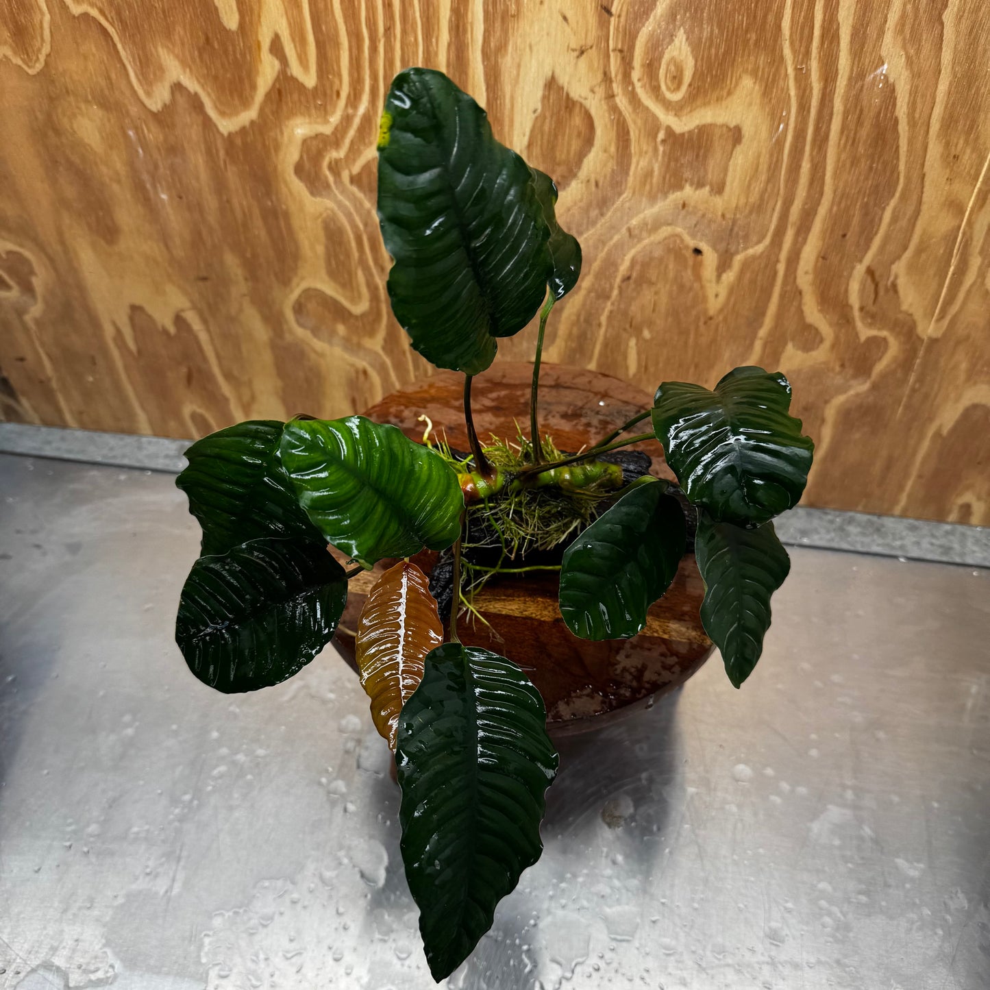 Scapeshop.com.au One Only Anubias 'Coffeefolia' on Medium Driftwood Creation - One Only - Grace Anubias Coffeefolia on Medium Driftwood - ONE ONLY - Scapeshop