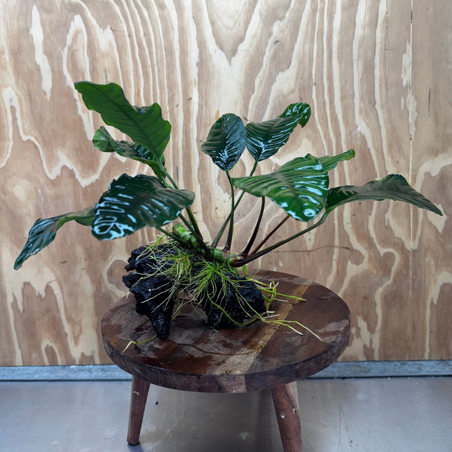 Scapeshop.com.au One Only Anubias 'Coffeefolia' on Medium Driftwood Creation - One Only - Grace Anubias Coffeefolia on Medium Driftwood - ONE ONLY - Scapeshop