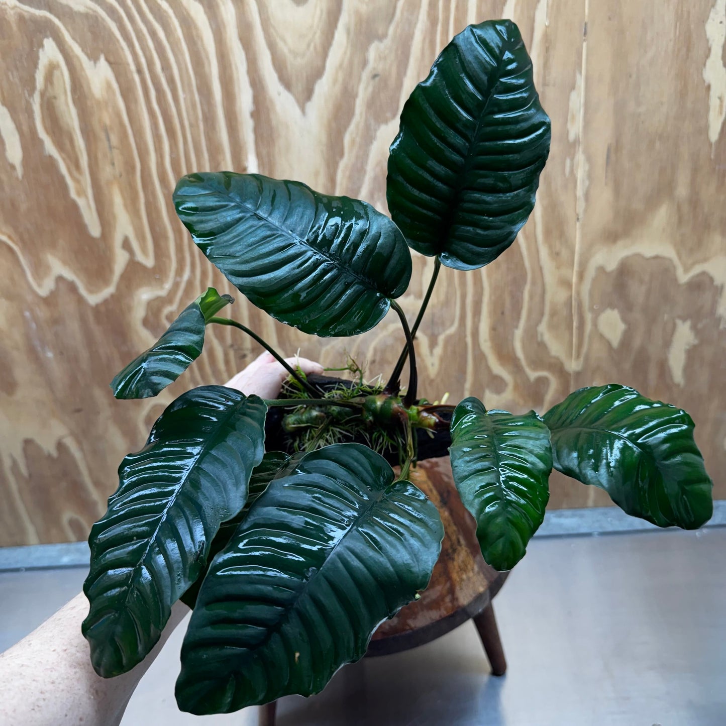 Pisces Enterprises One Only Anubias ‘Coffeefolia' on Medium Driftwood Creation - One Only - Happy Anubias Coffeefolia on Medium Driftwood - ONE ONLY - Scapeshop Aquarium Plants