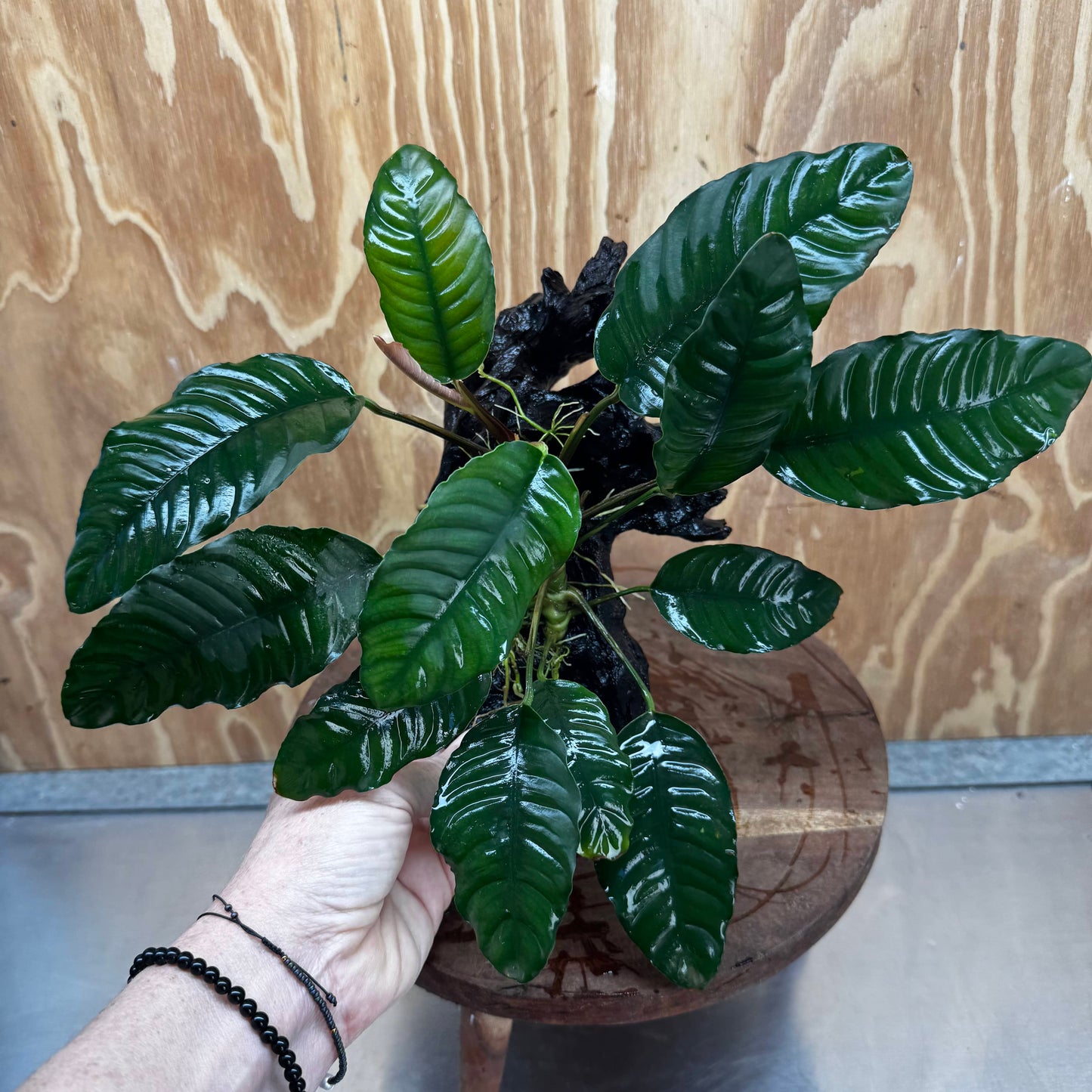 Pisces Enterprises One Only Anubias ‘Coffeefolia' on Medium Driftwood Creation - One Only - Happy Anubias Coffeefolia on Medium Driftwood - ONE ONLY - Scapeshop Aquarium Plants