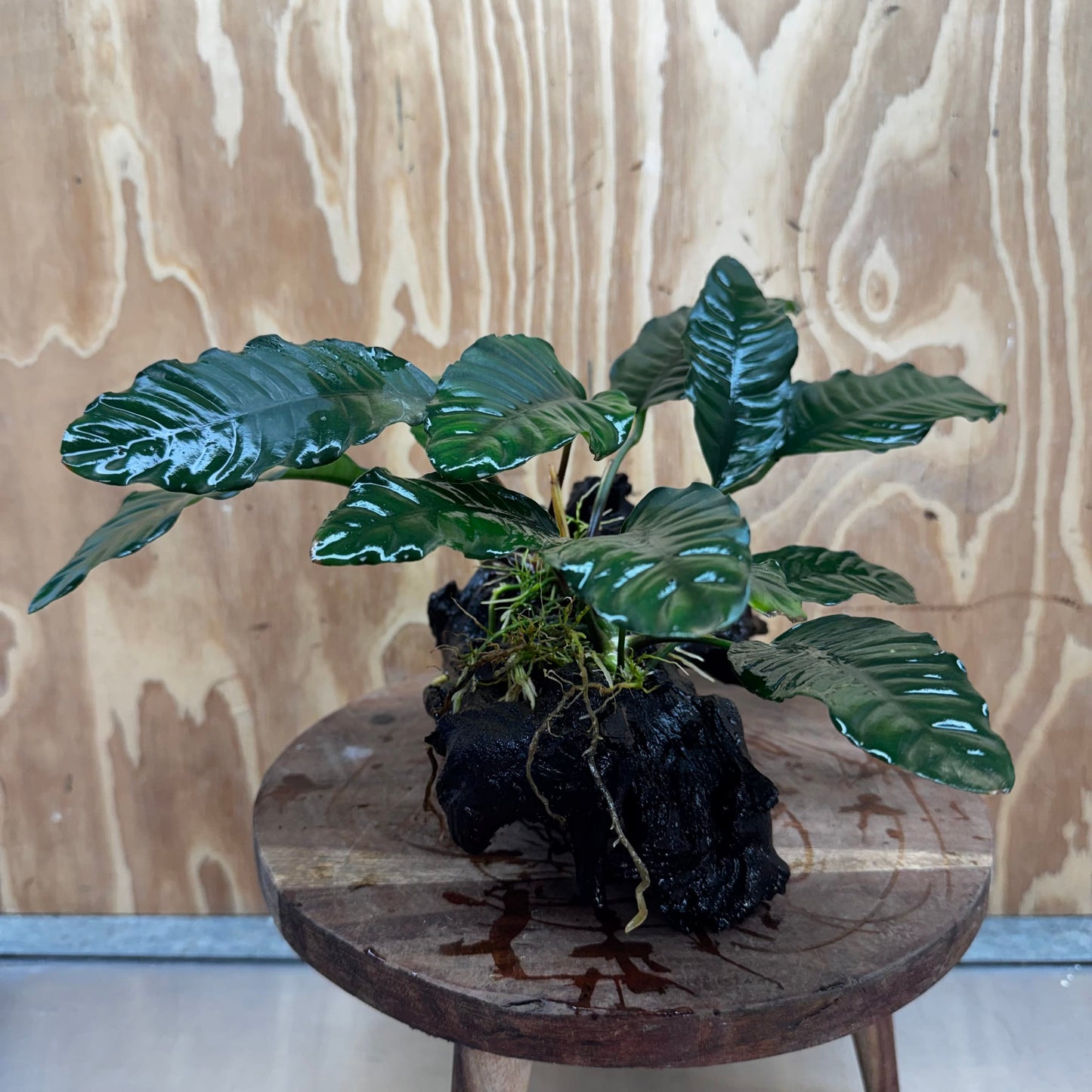 Pisces Enterprises One Only Anubias ‘Coffeefolia' on Medium Driftwood Creation - One Only - Happy Anubias Coffeefolia on Medium Driftwood - ONE ONLY - Scapeshop Aquarium Plants