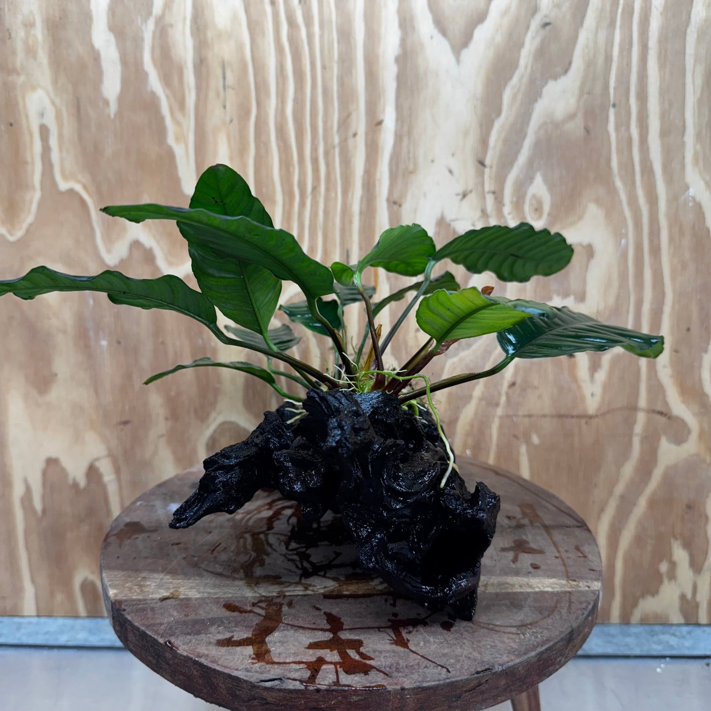 Pisces Enterprises One Only Anubias ‘Coffeefolia' on Medium Driftwood Creation - One Only - Happy Anubias Coffeefolia on Medium Driftwood - ONE ONLY - Scapeshop Aquarium Plants