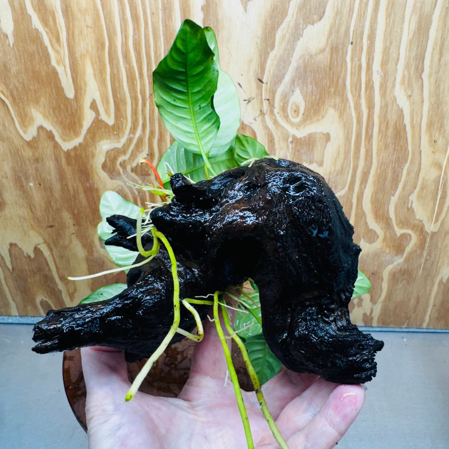 Pisces Enterprises One Only Anubias ‘Coffeefolia' on Medium Driftwood Creation - One Only - Tail Anubias Coffeefolia on Medium Driftwood - ONE ONLY - Scapeshop Aquarium Plants