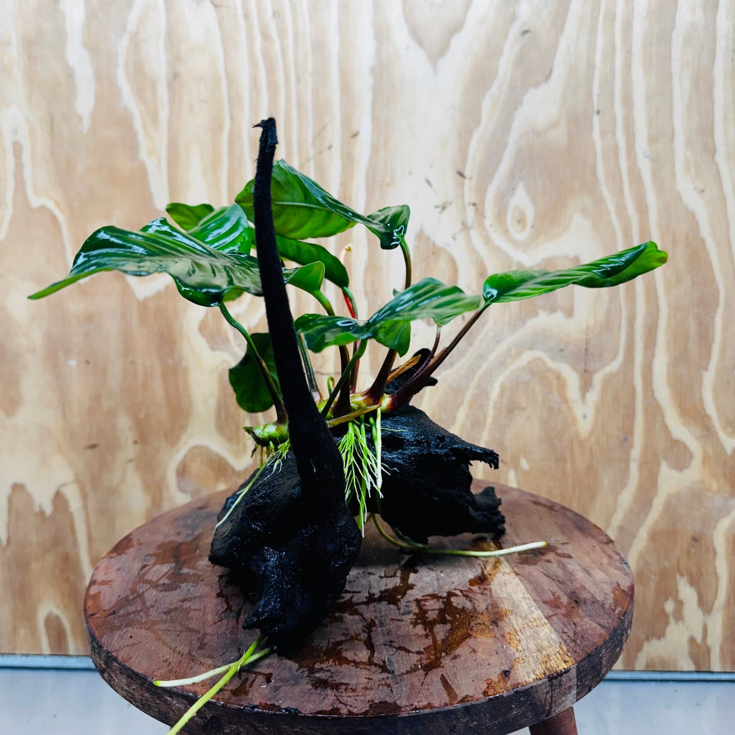 Pisces Enterprises One Only Anubias ‘Coffeefolia' on Medium Driftwood Creation - One Only - Tail Anubias Coffeefolia on Medium Driftwood - ONE ONLY - Scapeshop Aquarium Plants