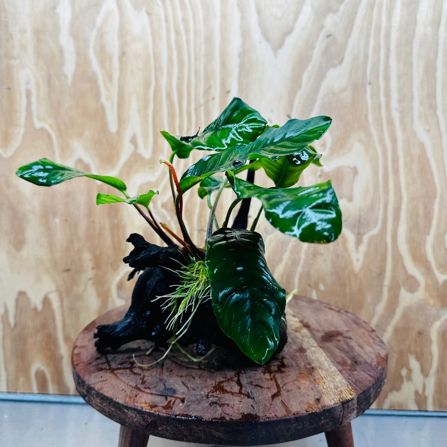 Pisces Enterprises One Only Anubias ‘Coffeefolia' on Medium Driftwood Creation - One Only - Tail Anubias Coffeefolia on Medium Driftwood - ONE ONLY - Scapeshop Aquarium Plants