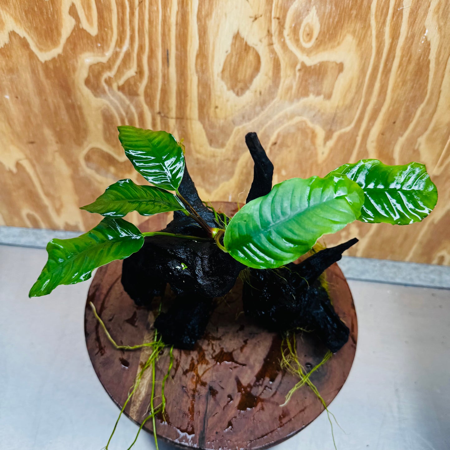 Pisces Enterprises One Only Anubias ‘Coffeefolia' on Medium Driftwood Creation - One Only - Tail Anubias Coffeefolia on Medium Driftwood - ONE ONLY - Scapeshop Aquarium Plants