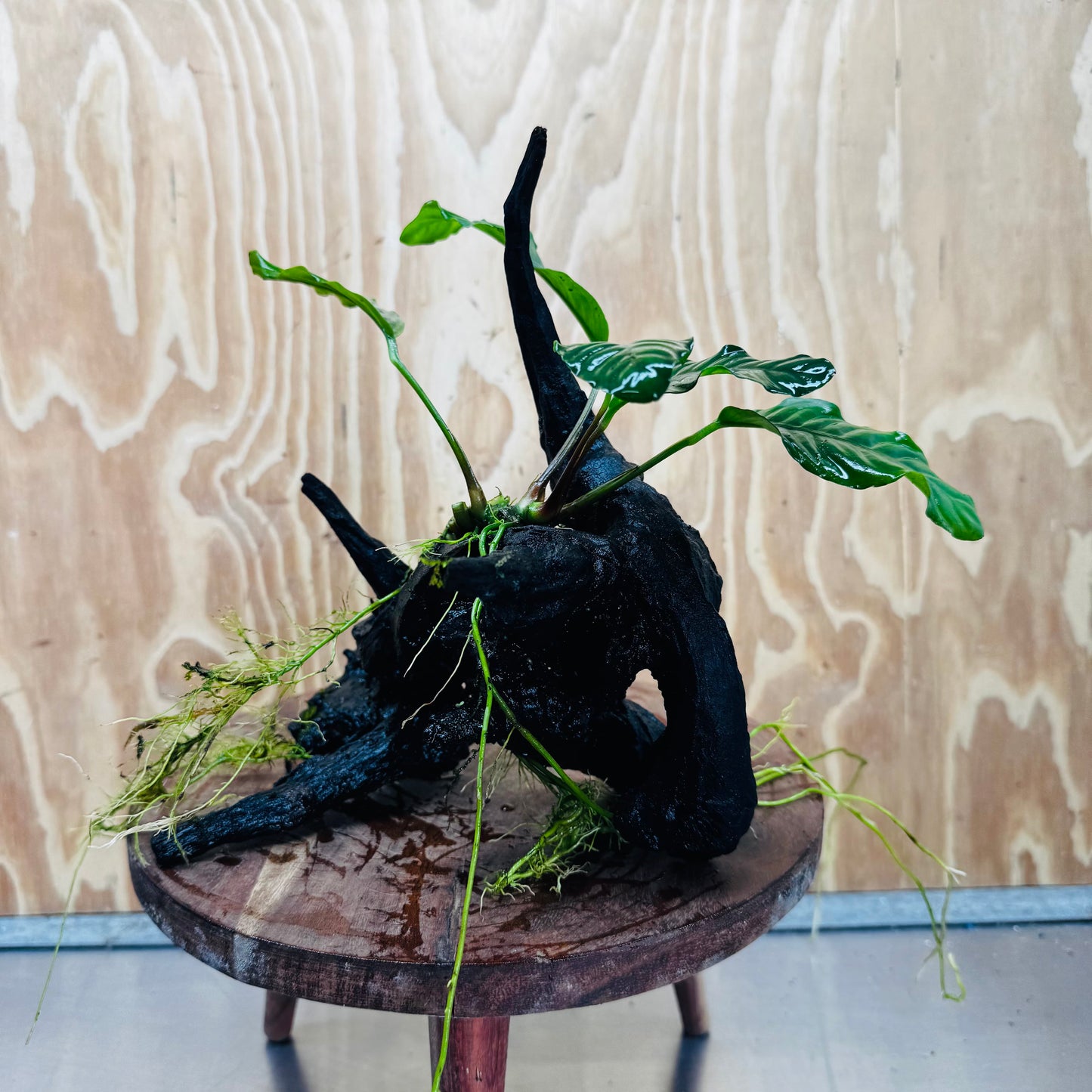 Pisces Enterprises One Only Anubias ‘Coffeefolia' on Medium Driftwood Creation - One Only - Tail Anubias Coffeefolia on Medium Driftwood - ONE ONLY - Scapeshop Aquarium Plants