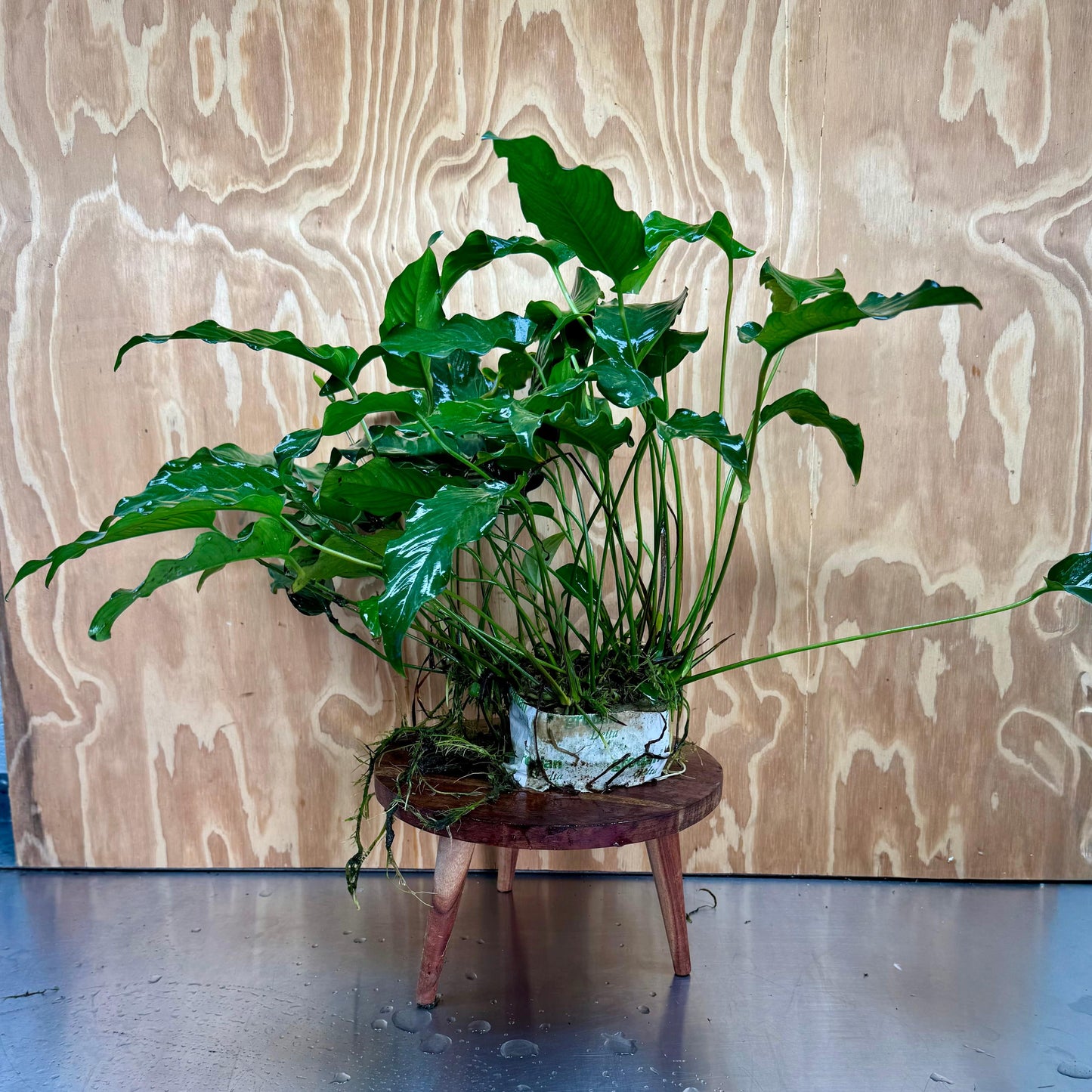 Pisces Enterprises One Only Anubias Emerald Heart Mother Plant - Extra-special, Advanced Plant - One Only Buy this Anubias Mother Plant Aquarium Plant from Scapeshop Australia