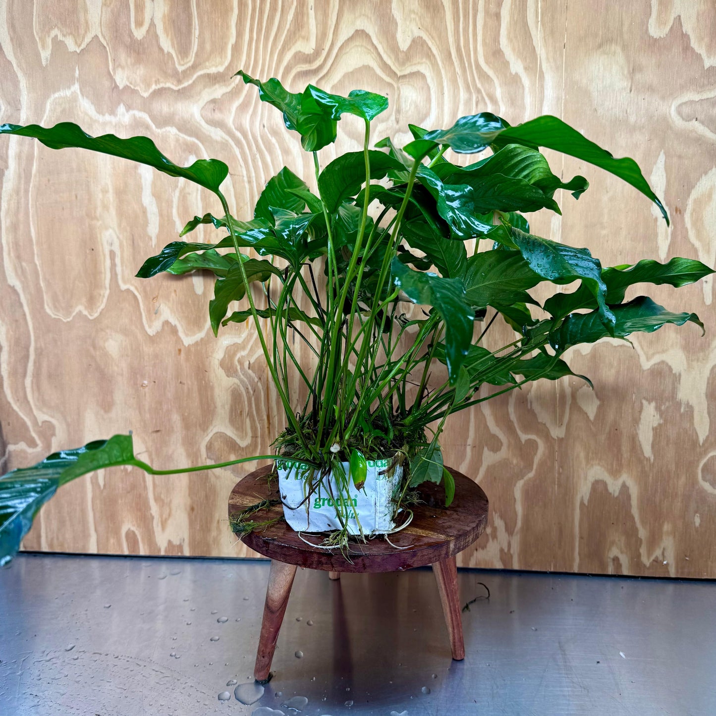 Pisces Enterprises One Only Anubias Emerald Heart Mother Plant - Extra-special, Advanced Plant - One Only Buy this Anubias Mother Plant Aquarium Plant from Scapeshop Australia