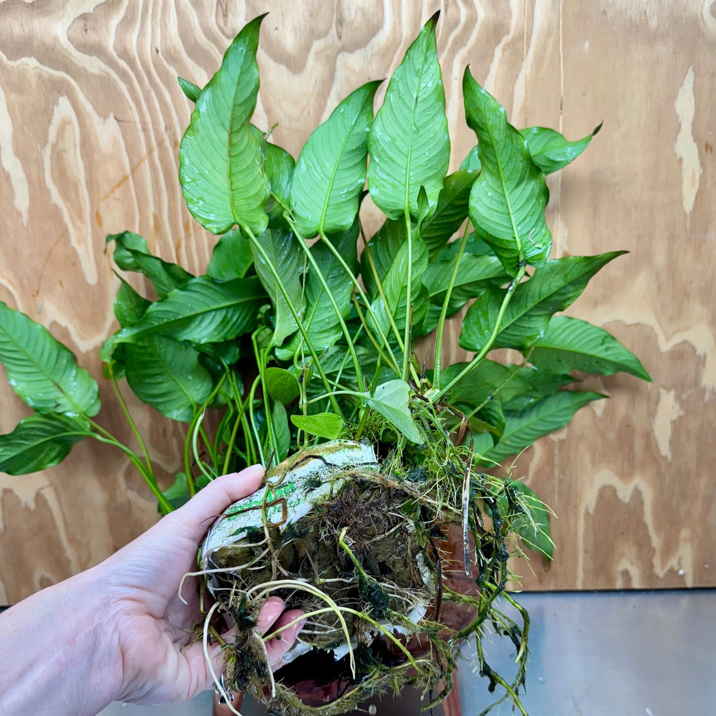 Pisces Enterprises One Only Anubias Emerald Heart Mother Plant - Extra-special, Advanced Plant - One Only Buy this Anubias Mother Plant Aquarium Plant from Scapeshop Australia