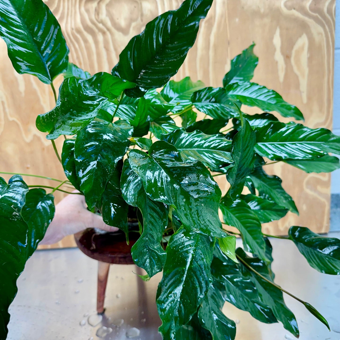 Pisces Enterprises One Only Anubias Emerald Heart Mother Plant - Extra-special, Advanced Plant - One Only Buy this Anubias Mother Plant Aquarium Plant from Scapeshop Australia