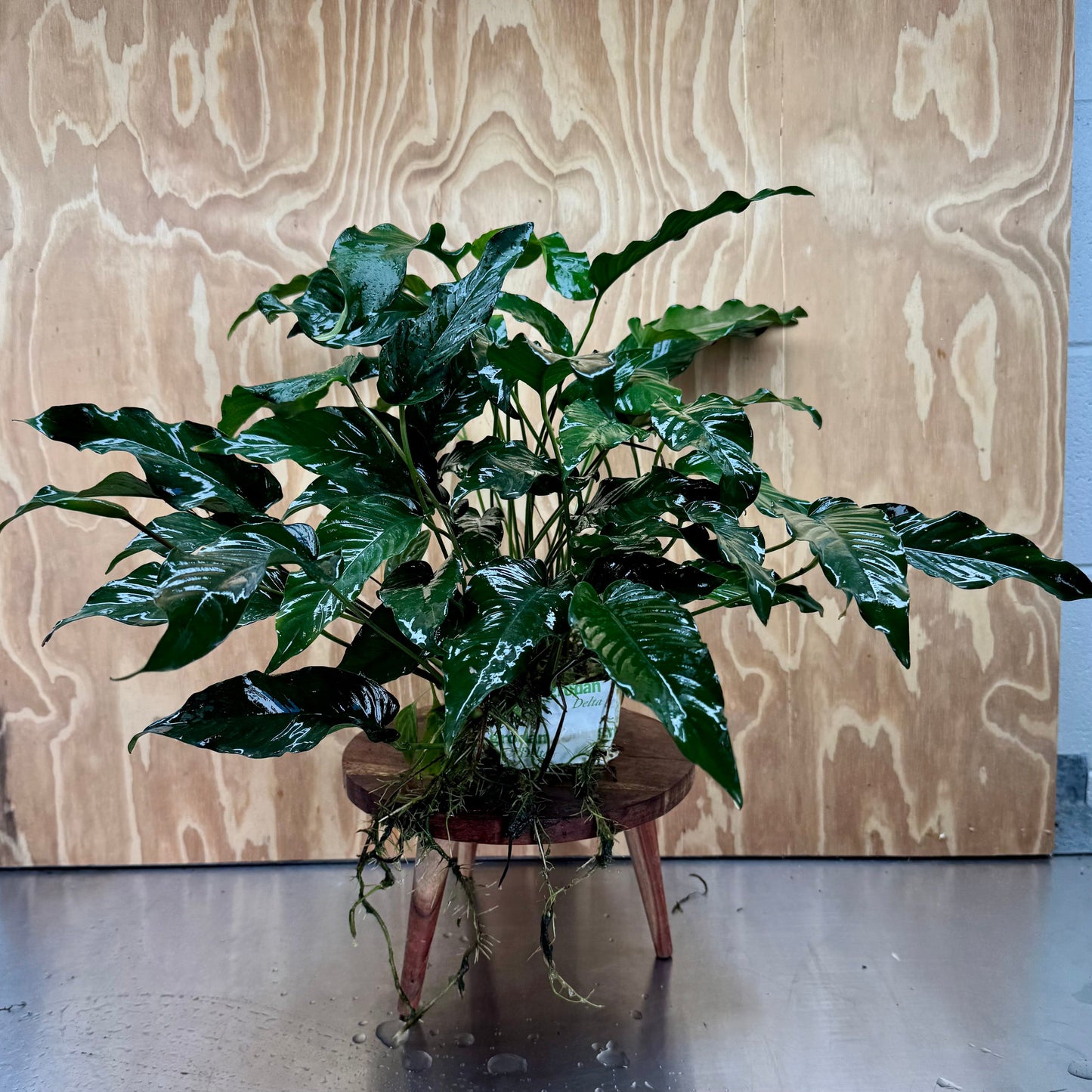 Pisces Enterprises One Only Anubias Emerald Heart Mother Plant - Extra-special, Advanced Plant - One Only Buy this Anubias Mother Plant Aquarium Plant from Scapeshop Australia