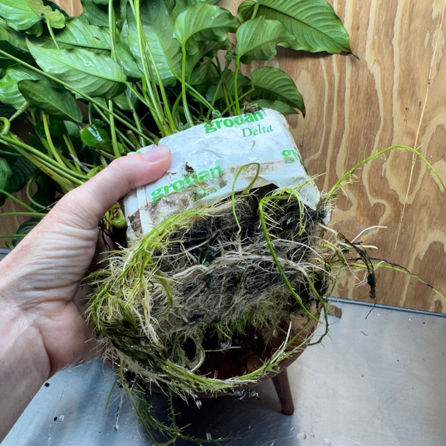 Pisces Enterprises One Only Anubias Emerald Heart Mother Plant - Extra-special, Advanced Plant - One Only Buy this Anubias Mother Plant Aquarium Plant from Scapeshop Australia