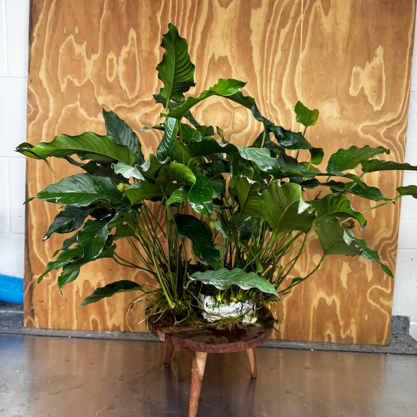 Pisces Enterprises One Only Anubias Emerald Heart Mother Plant - Extra-special, Advanced Plant - One Only Buy this Anubias Mother Plant Aquarium Plant from Scapeshop Australia