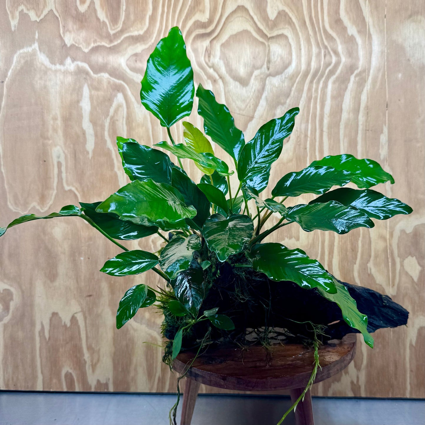 Pisces Enterprises One Only Anubias 'Isabelle' on Extra-Large Driftwood Creation - ONE ONLY - Elegant Anubias Isabelle on Extra-Large Driftwood - One Only Scapeshop Australia