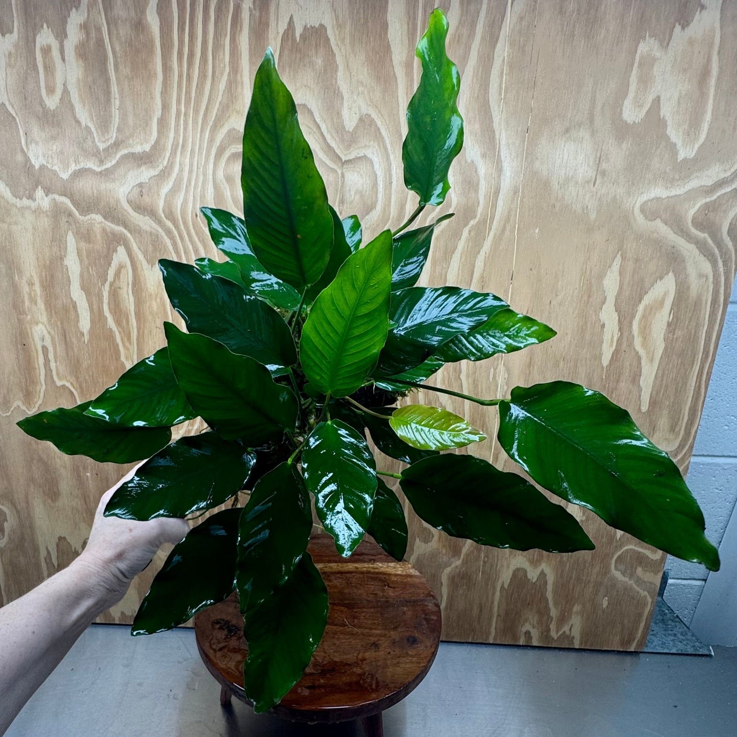 Pisces Enterprises One Only Anubias 'Isabelle' on Extra-Large Driftwood Creation - ONE ONLY - Elegant Anubias Isabelle on Extra-Large Driftwood - One Only Scapeshop Australia
