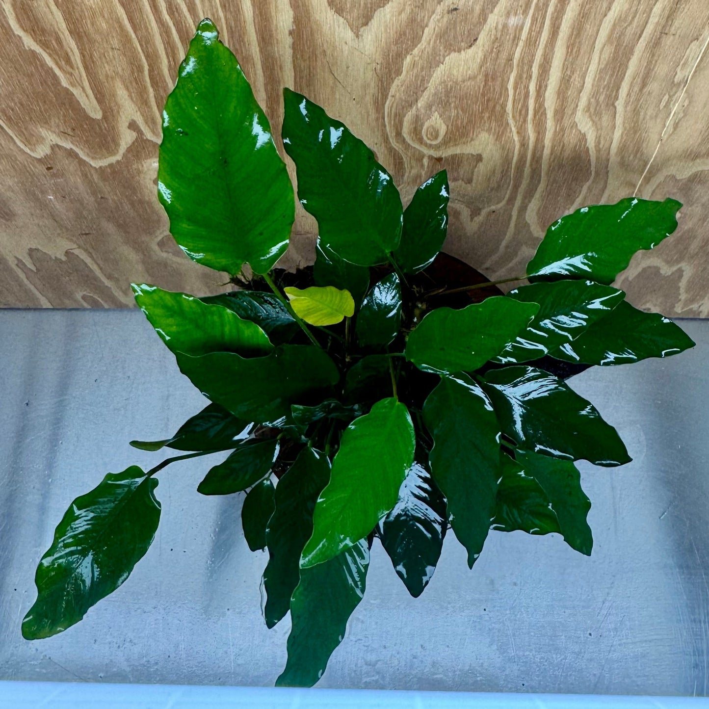 Pisces Enterprises One Only Anubias 'Isabelle' on Extra-Large Driftwood Creation - ONE ONLY - Elegant Anubias Isabelle on Extra-Large Driftwood - One Only Scapeshop Australia