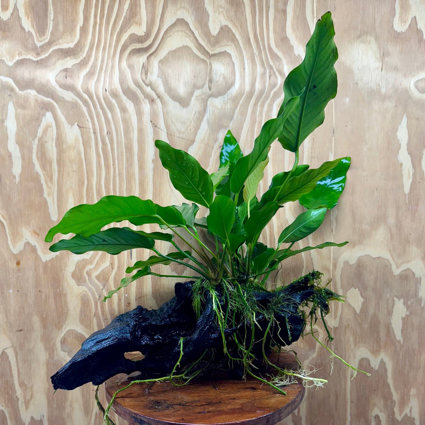 Pisces Enterprises One Only Anubias 'Isabelle' on Extra-Large Driftwood Creation - ONE ONLY - Elegant Anubias Isabelle on Extra-Large Driftwood - One Only Scapeshop Australia