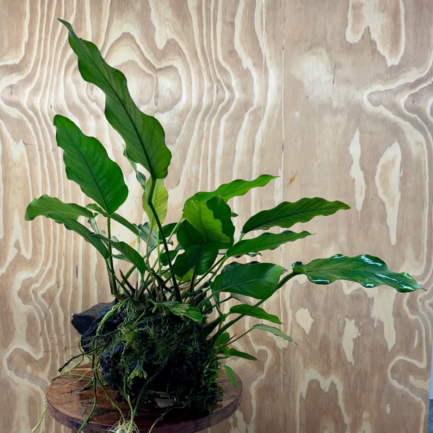 Pisces Enterprises One Only Anubias 'Isabelle' on Extra-Large Driftwood Creation - ONE ONLY - Elegant Anubias Isabelle on Extra-Large Driftwood - One Only Scapeshop Australia